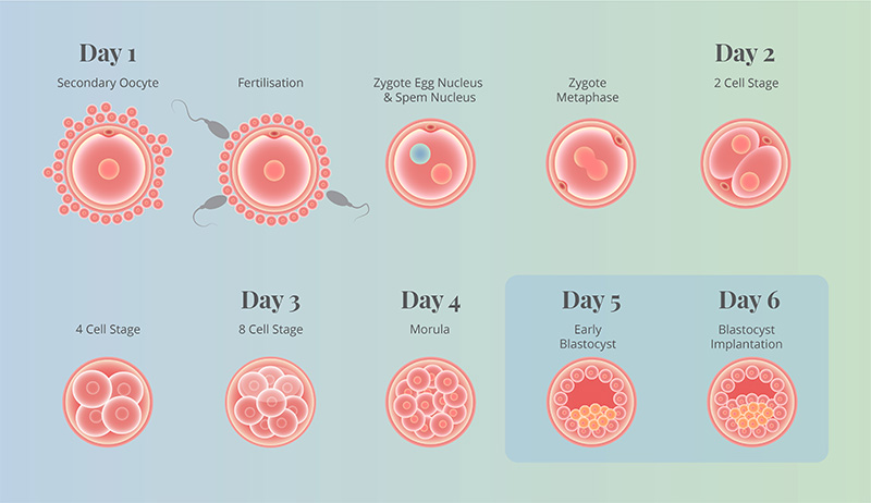 IVF Treatment & ICSI in Singapore » Raffles Fertility Centre