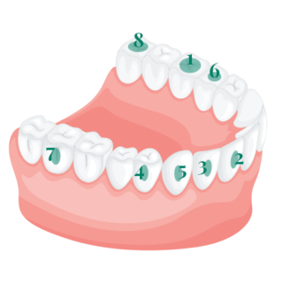 Adult teeth growth sequence